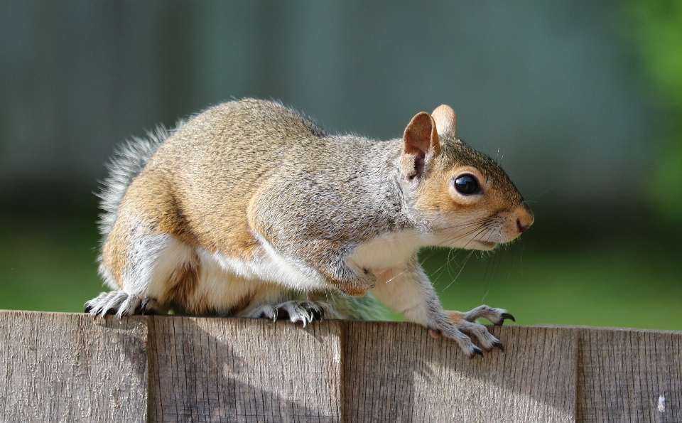 Cute wildlife fur brown