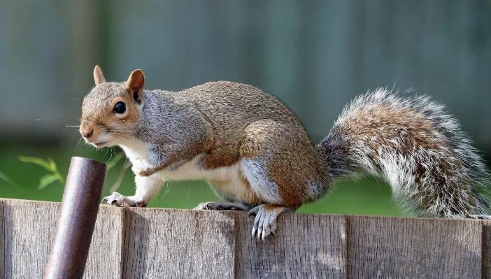 Cute wildlife fur brown Photo