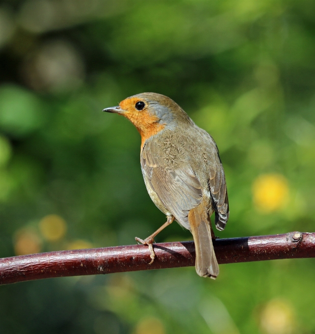 Alam cabang burung margasatwa