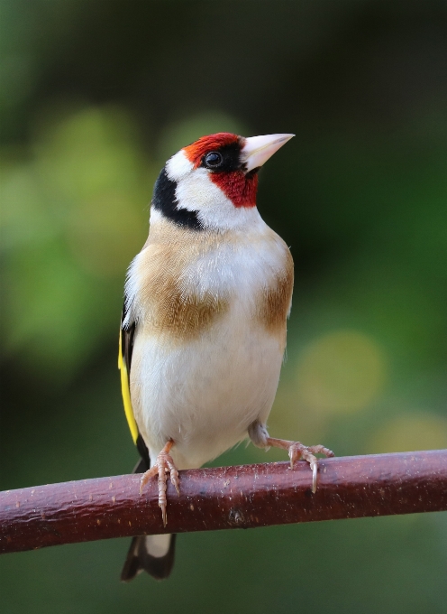 Bifurquer oiseau faune le bec