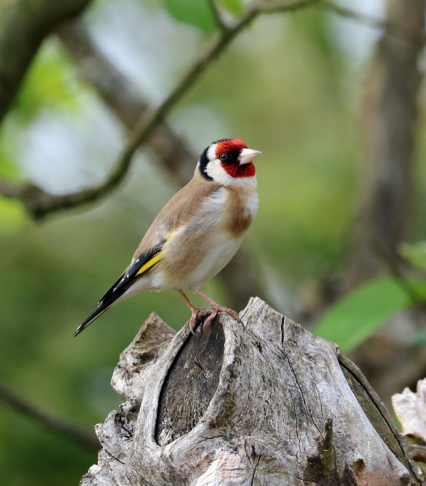 Natureza filial pássaro animais selvagens