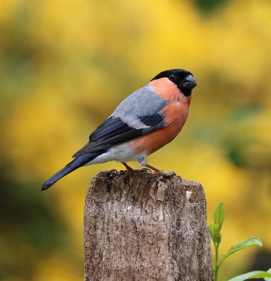 Nature branch bird male Photo