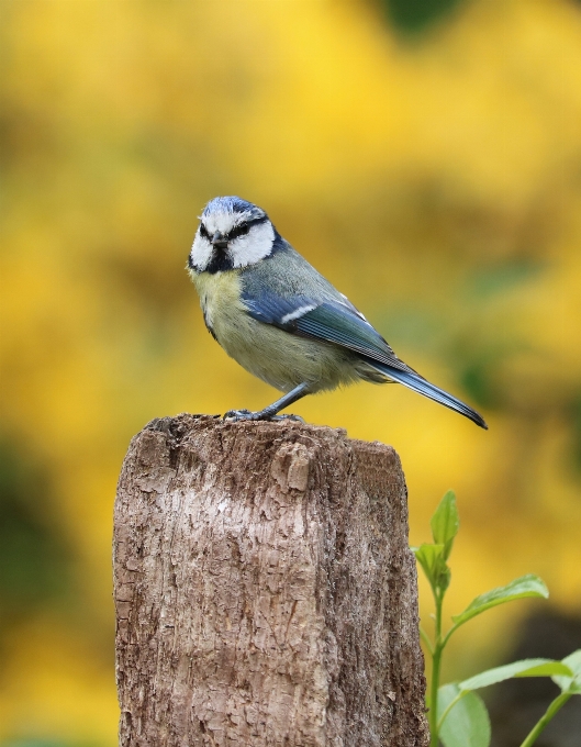 Natura oddział ptak uroczy