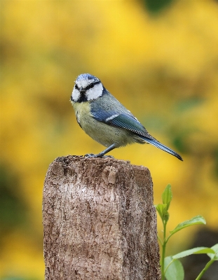 Nature branch bird cute Photo