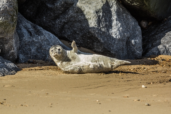 Photo Plage mer sable rock