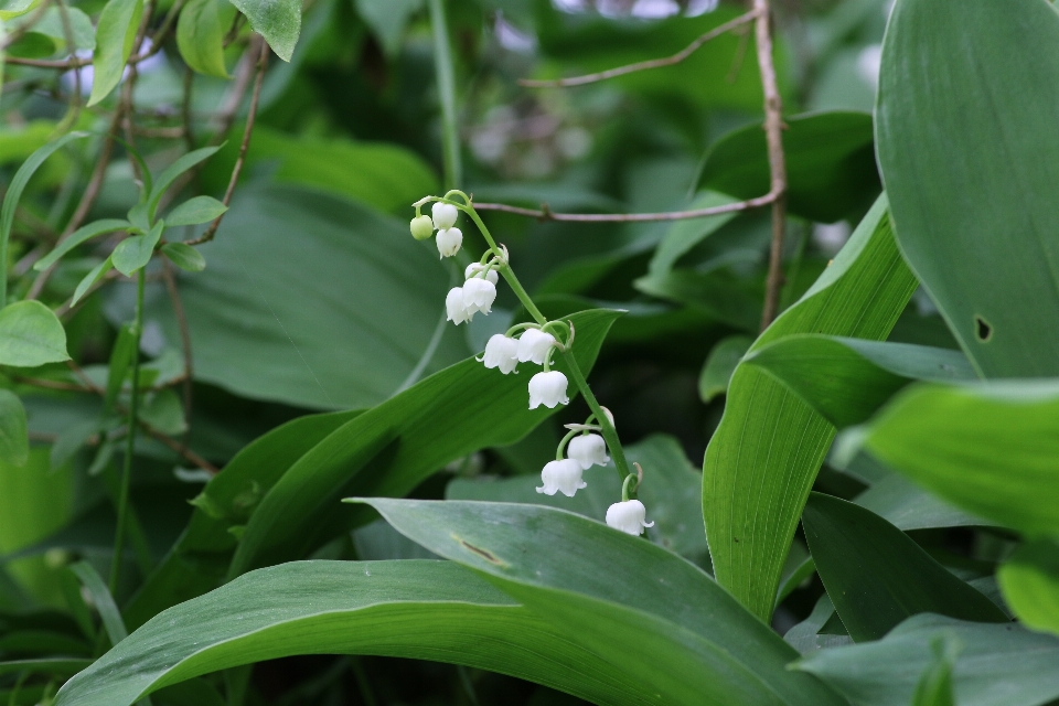 Plantar folha flor sino