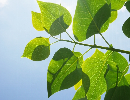 木 自然 ブランチ 植物 写真