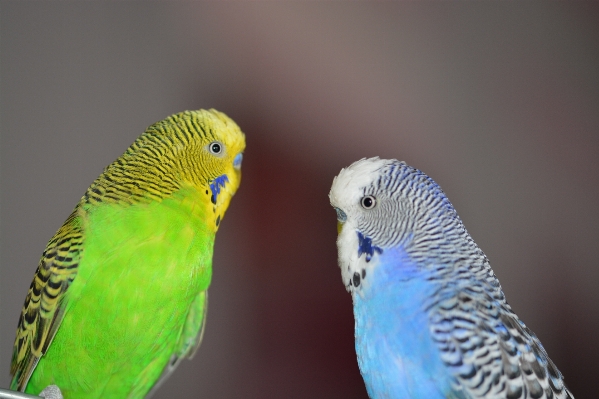 鳥 動物 嘴 青 写真