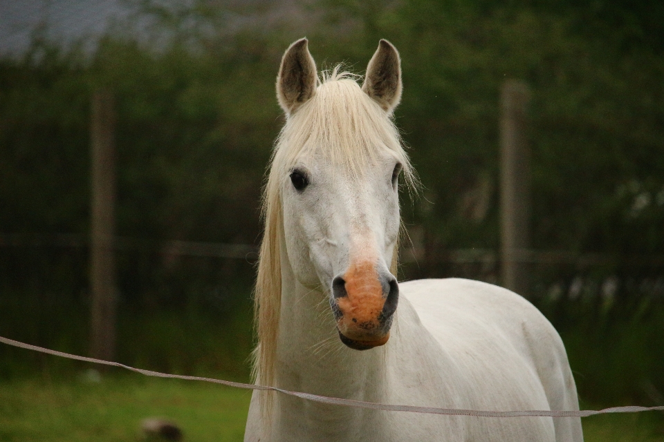 Pasture horse mammal stallion