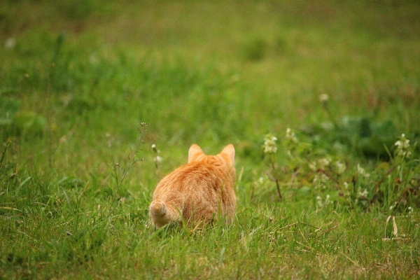 Gras rasen wiese
 prärie
 Foto