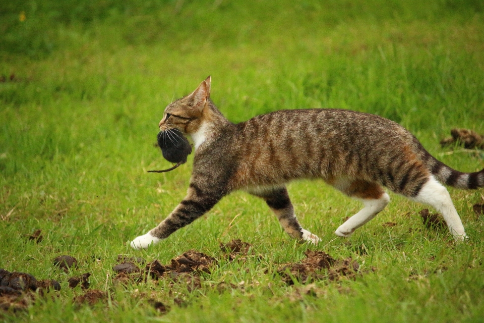 Erba animali selvatici gattino gatto