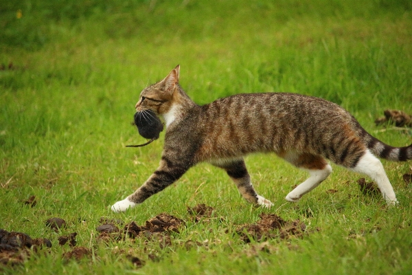 草 野生动物 小猫 猫 照片