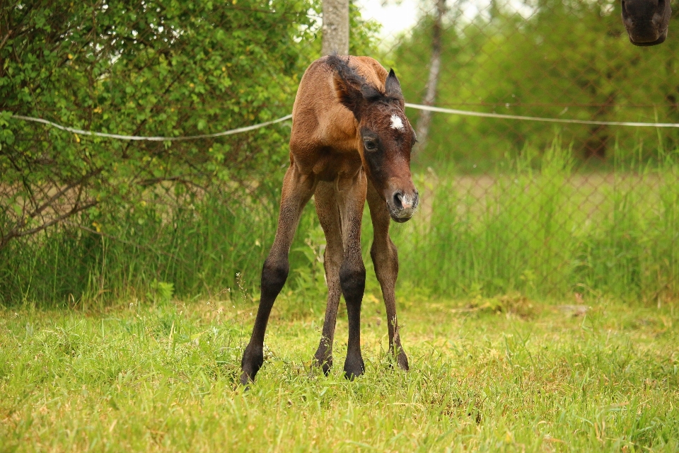 Prato
 pascolo
 cavallo mammifero