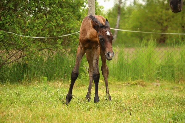 Meadow pasture grazing horse Photo