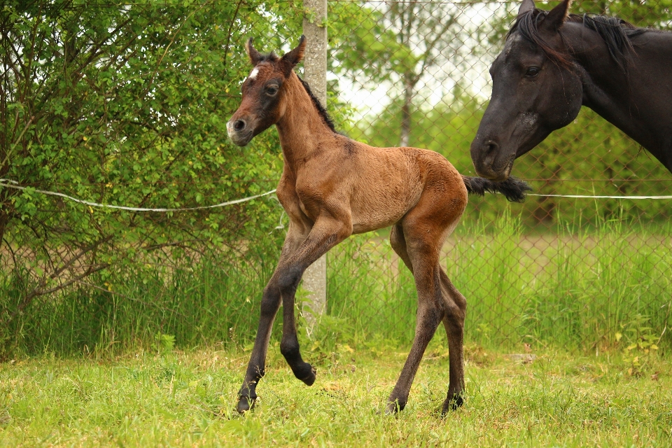 Pasture grazing horse mammal