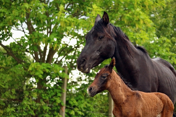 Pasture horse mammal stallion Photo