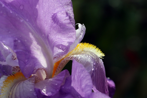 Photo Fleurir usine la photographie fleur