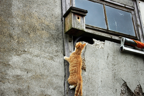 Foto Kayu jalan dinding anak kucing