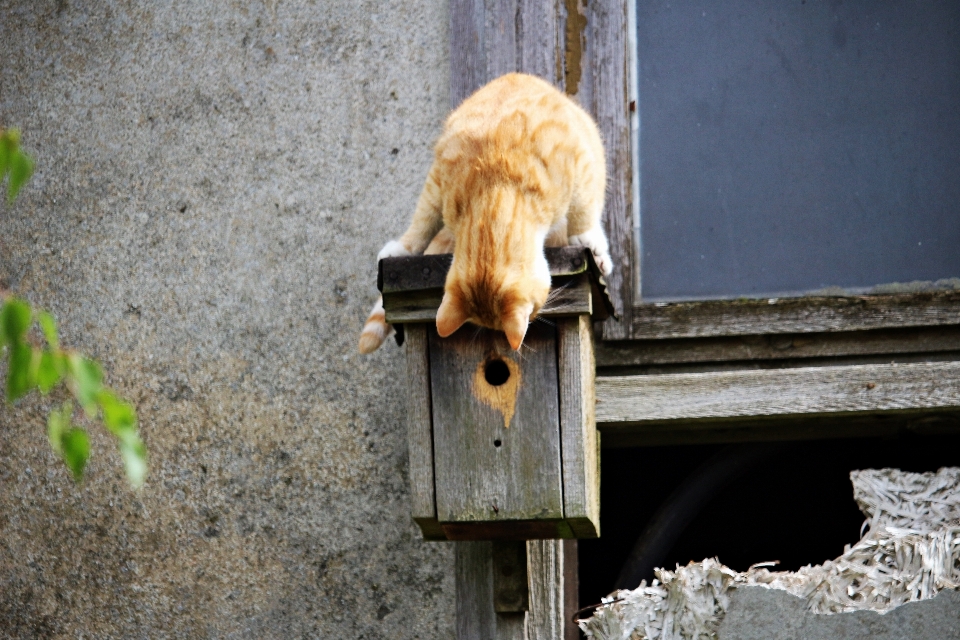 Faune zoo chaton chat