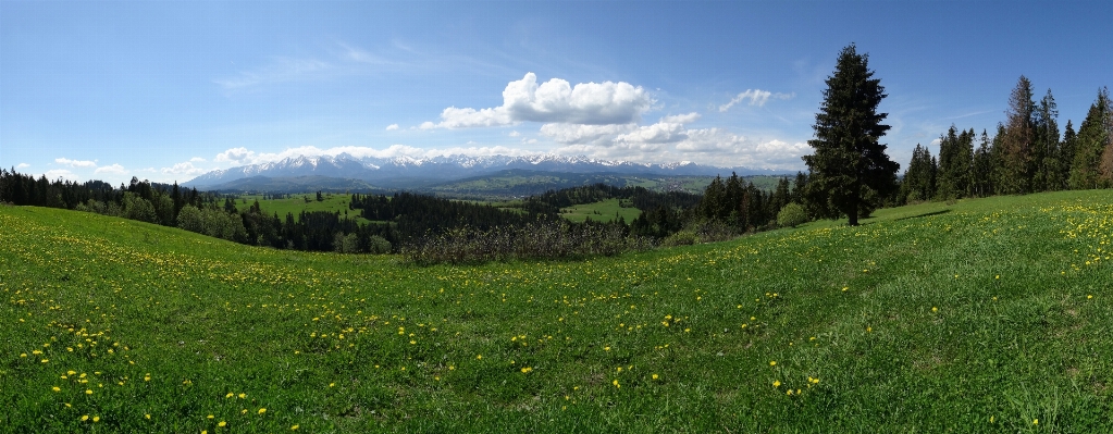 Zdjęcie Krajobraz natura las trawa