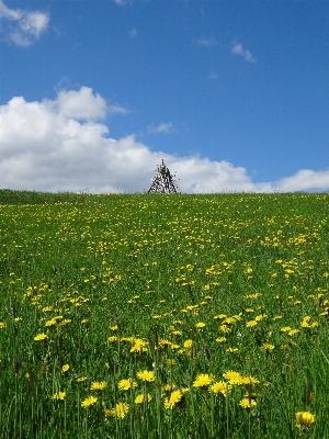 Zdjęcie Krajobraz natura trawa horyzont