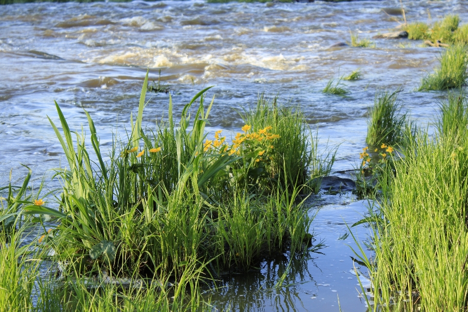 Woda natura trawa bagno
