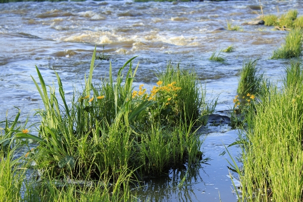 Water nature grass marsh Photo