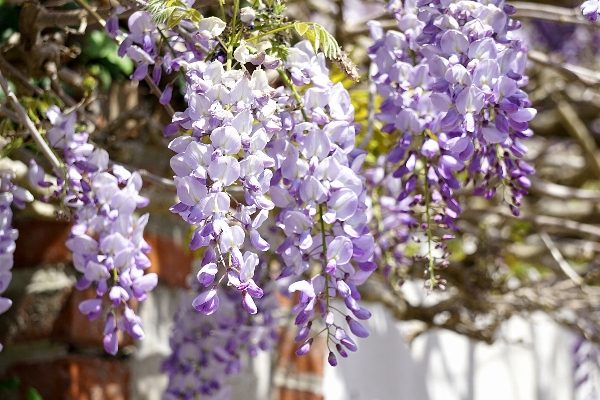 Branch blossom plant flower Photo