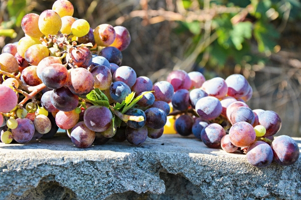 Nature plant vine vineyard Photo