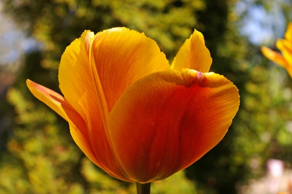 Nature blossom open plant Photo