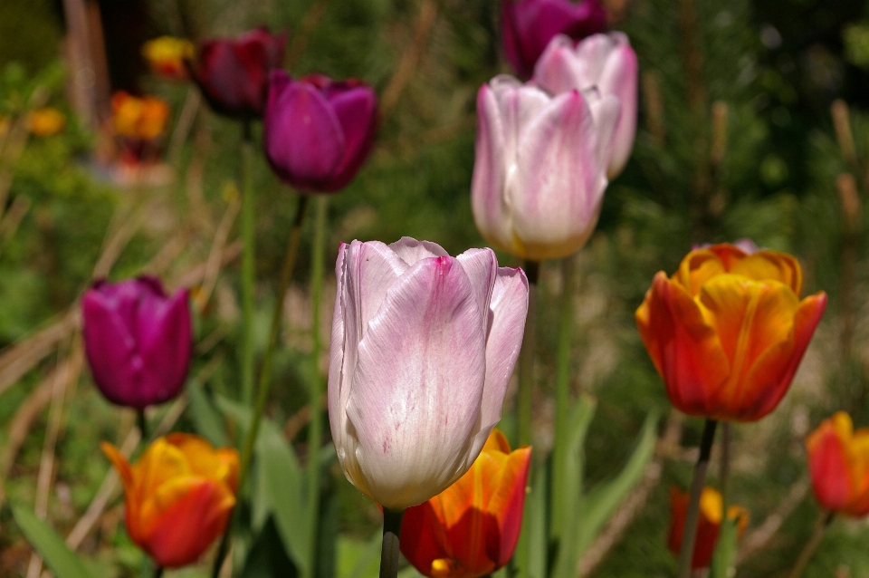 Natura aprire pianta fiore