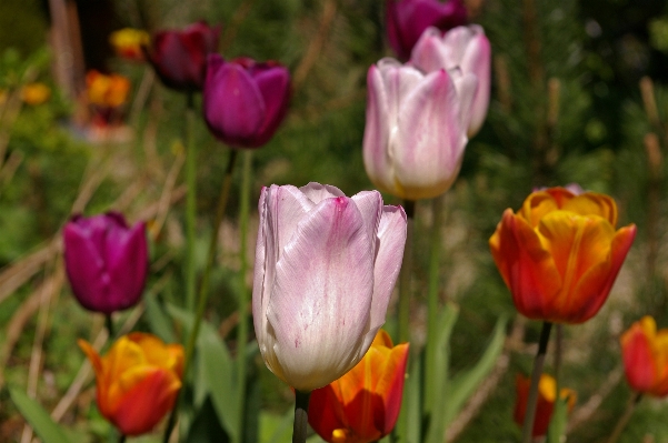 Nature open plant flower Photo