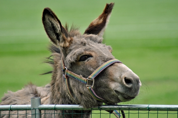 Animal wildlife pasture horse Photo