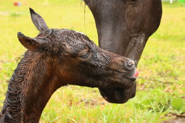 Foto Animali selvatici corno pascolo
 cavallo