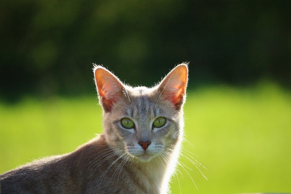 Foto Anak kucing mamalia fauna