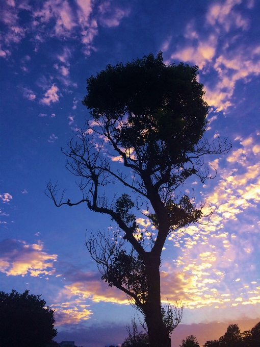 Albero natura ramo nube