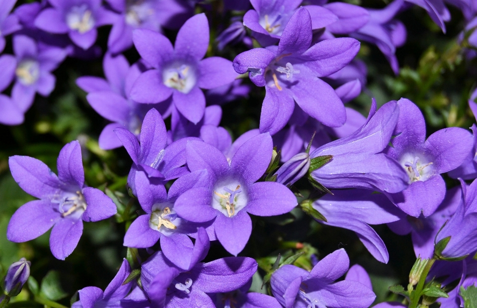 Nature blossom plant flower