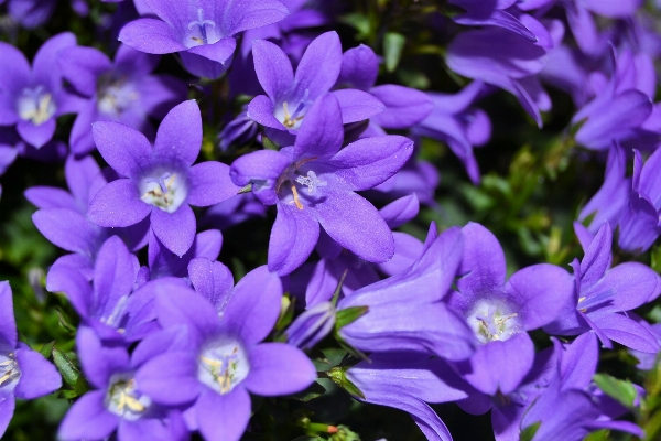 Nature blossom plant flower Photo