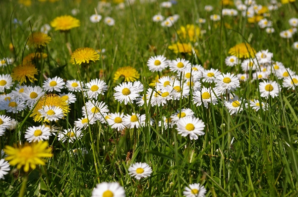 Nature grass plant field Photo