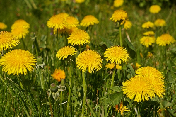 Nature grass plant field Photo