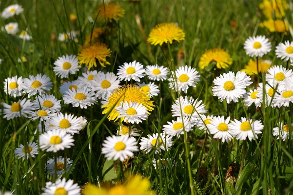 Nature grass plant field Photo