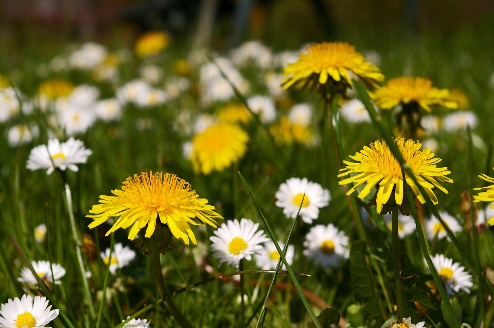 Nature grass plant field