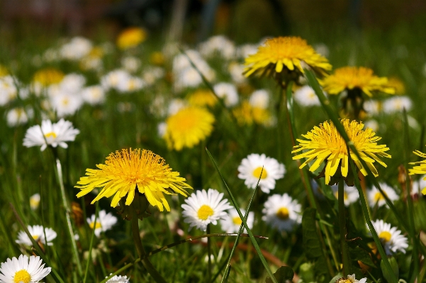 Nature grass plant field Photo