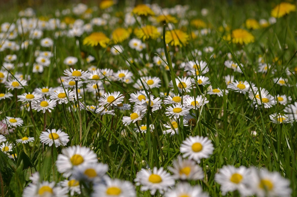 Natura erba pianta campo