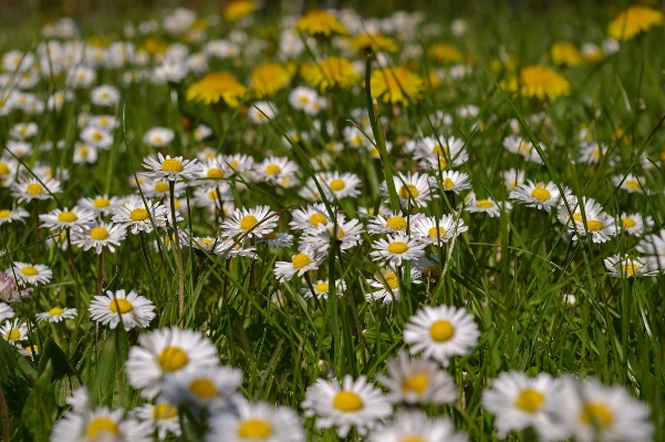 Nature grass plant field Photo