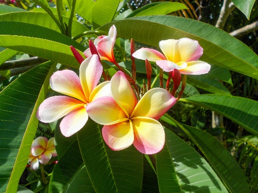 Nature blossom plant white Photo