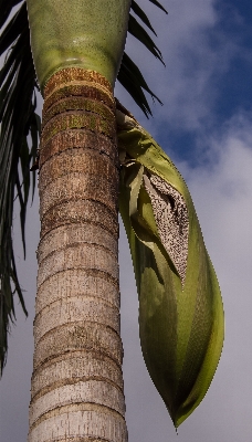 木 植物 空 フルーツ 写真