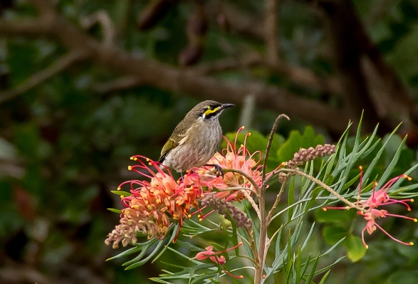 Nature branch bird plant Photo