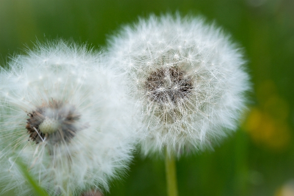 自然 草 植物 分野 写真