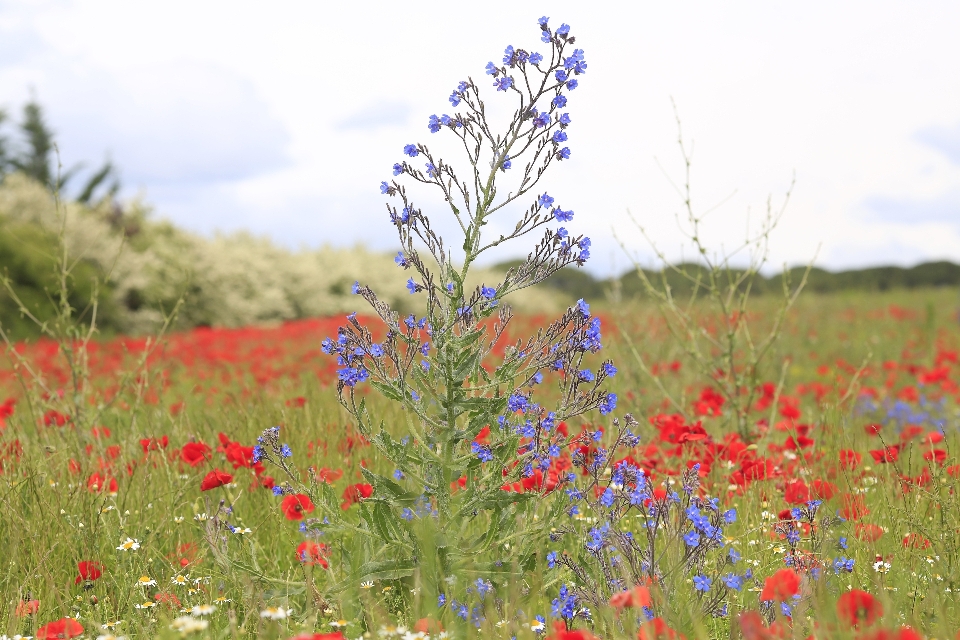 Nature herbe fleurir usine